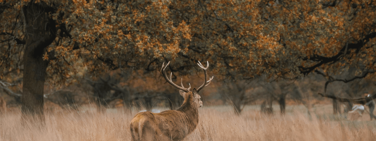Deer Velvet Blog Post